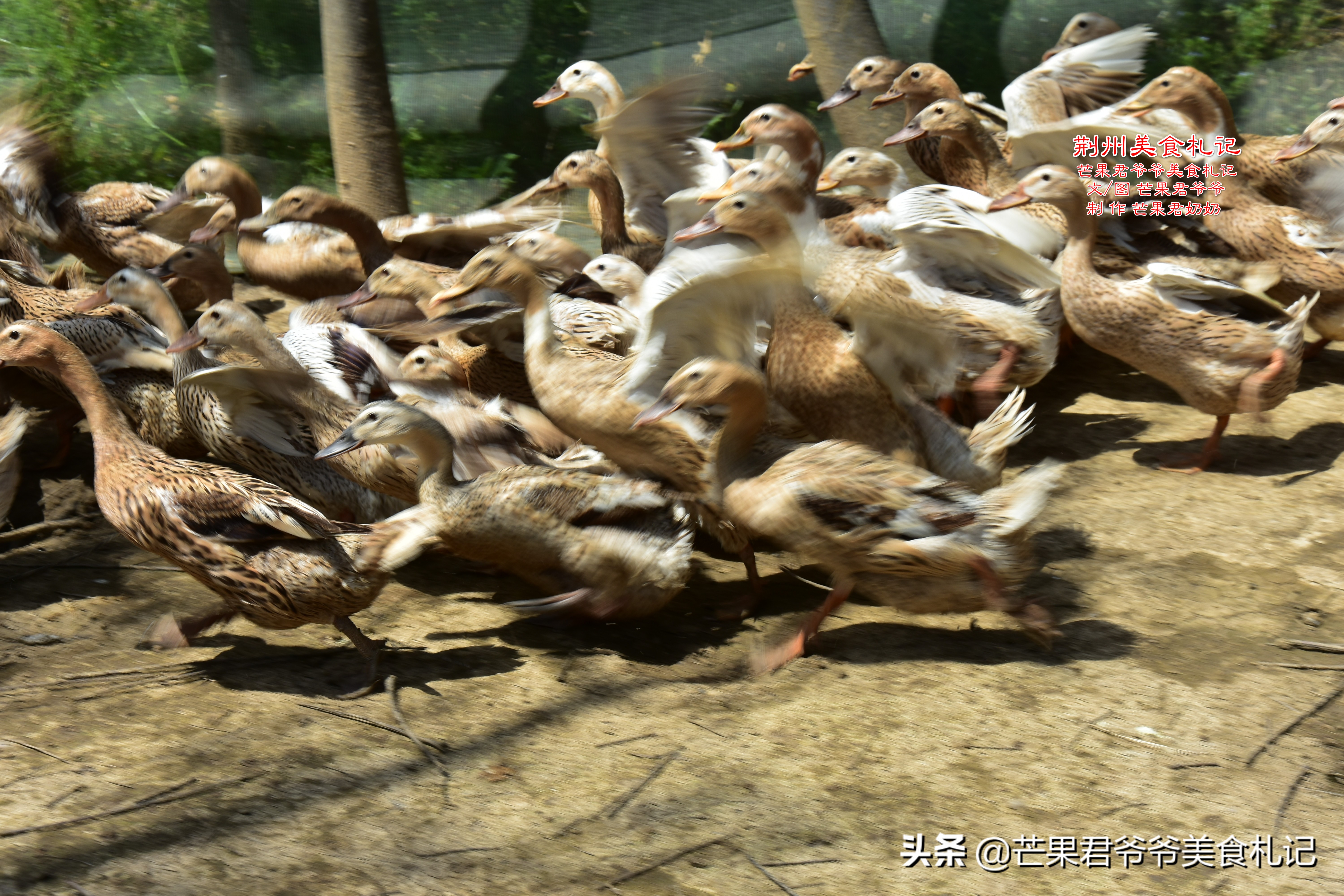 常德酱板鸭加盟代理（酱板鸭）