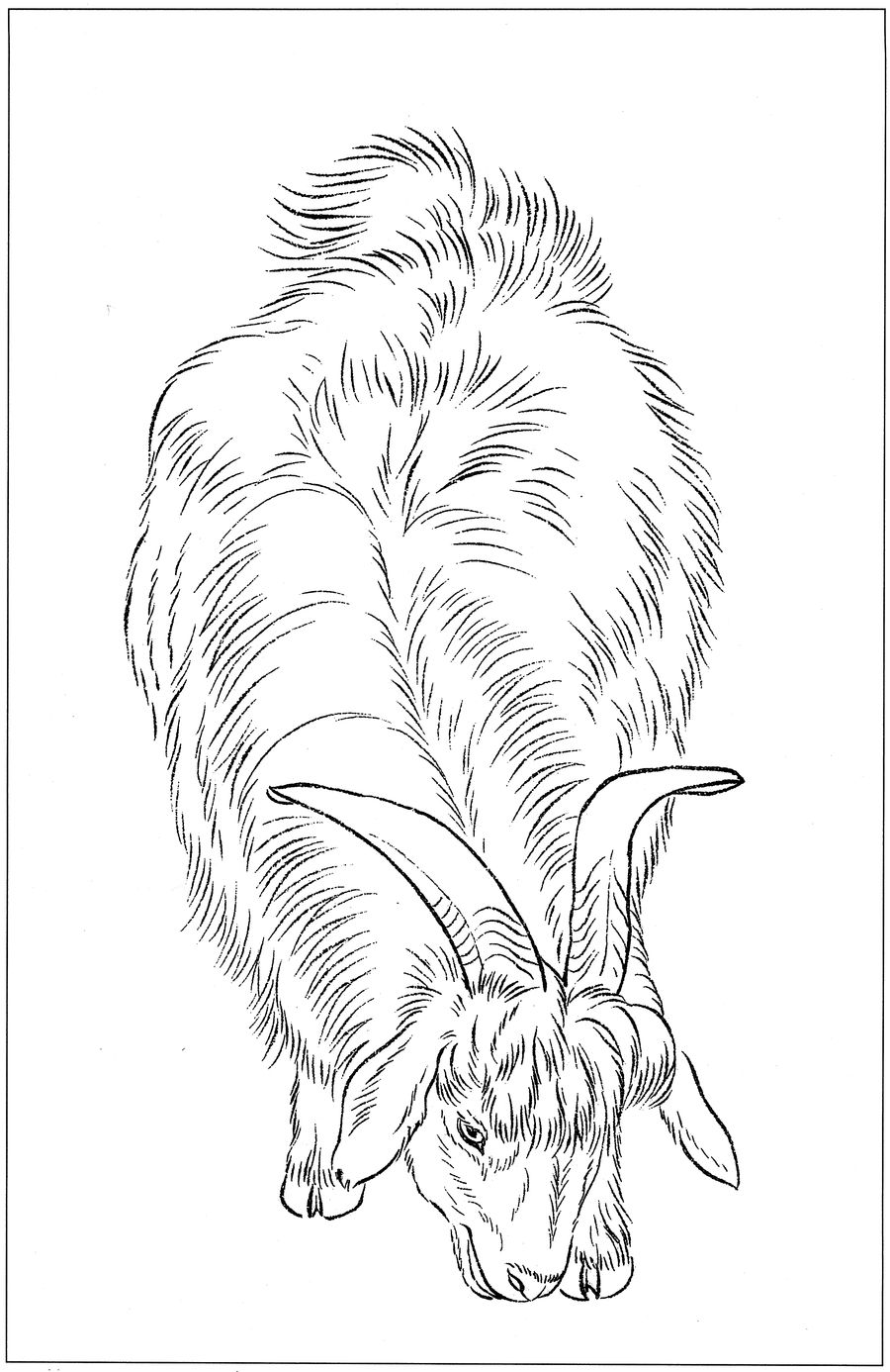 羊高清白描线稿图片下载18幅