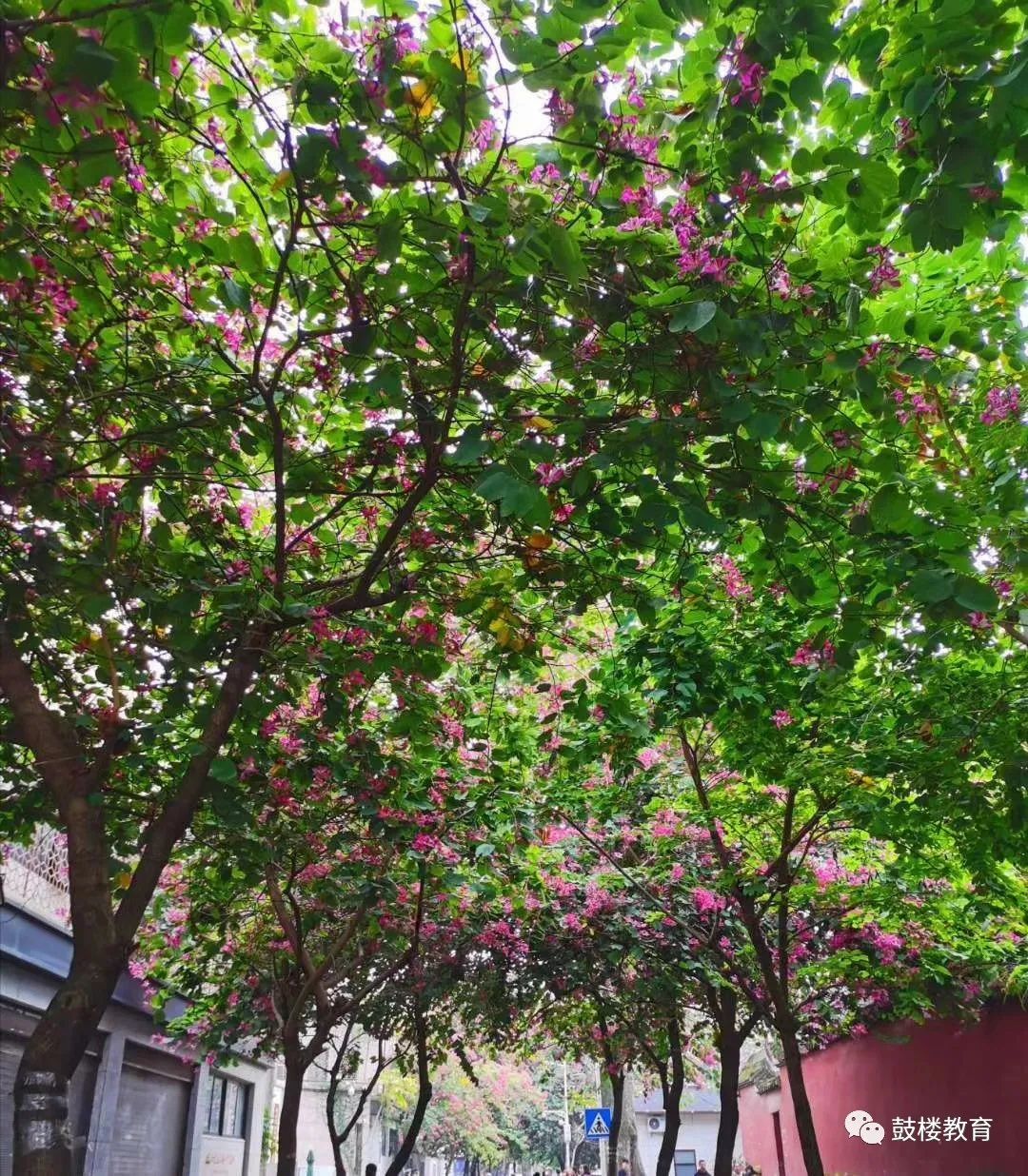 文明风•最美校园竞晒｜福州延安中学教育集团