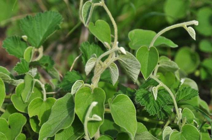 寻骨风生命力强,有些地方也叫做清骨风,白面风