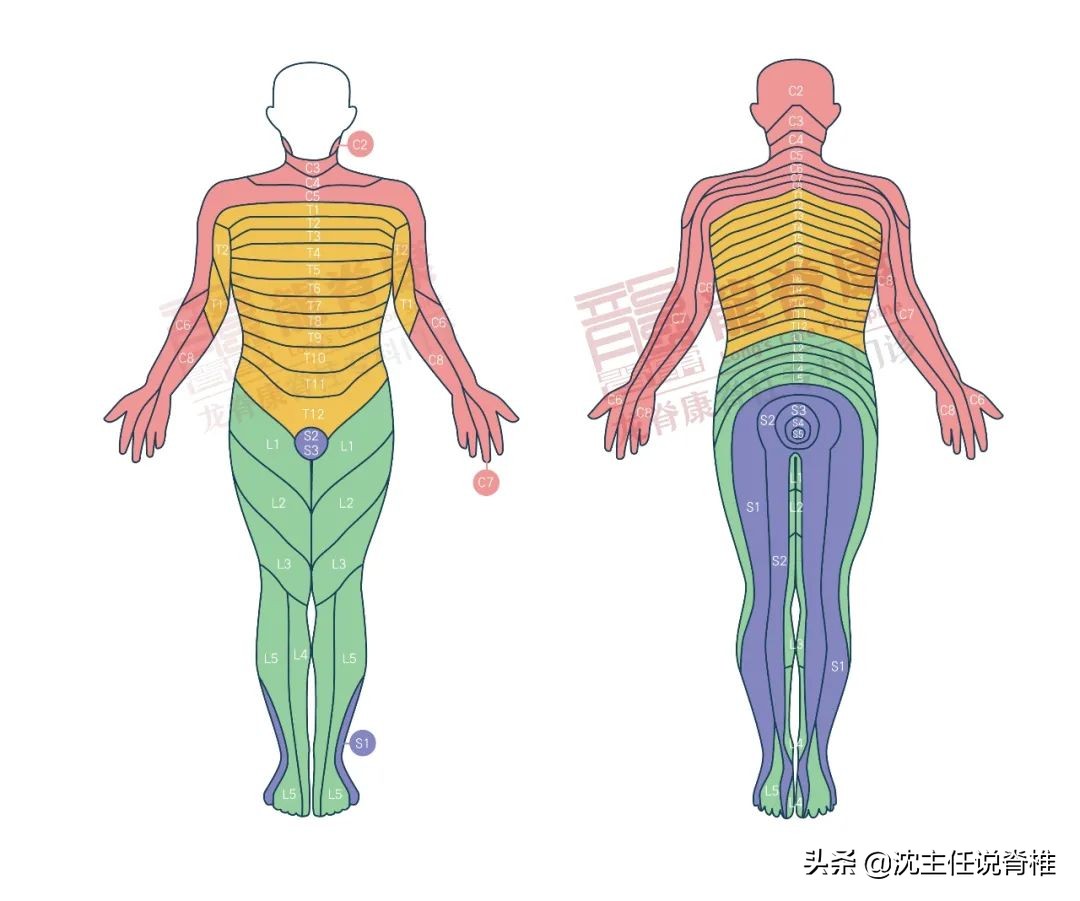 腰痛、下肢麻木未必是腰症！如何辨别腰椎间盘突出症？