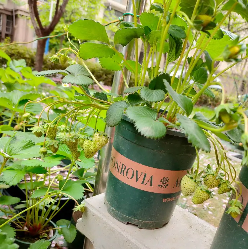 阳台种草莓的方法与技巧（阳台种草莓怎样结果多）