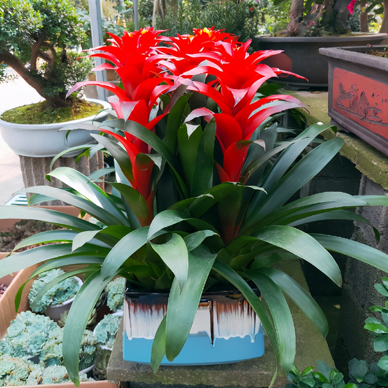 凤尾鸿运当头怎么养忌讳什么图文