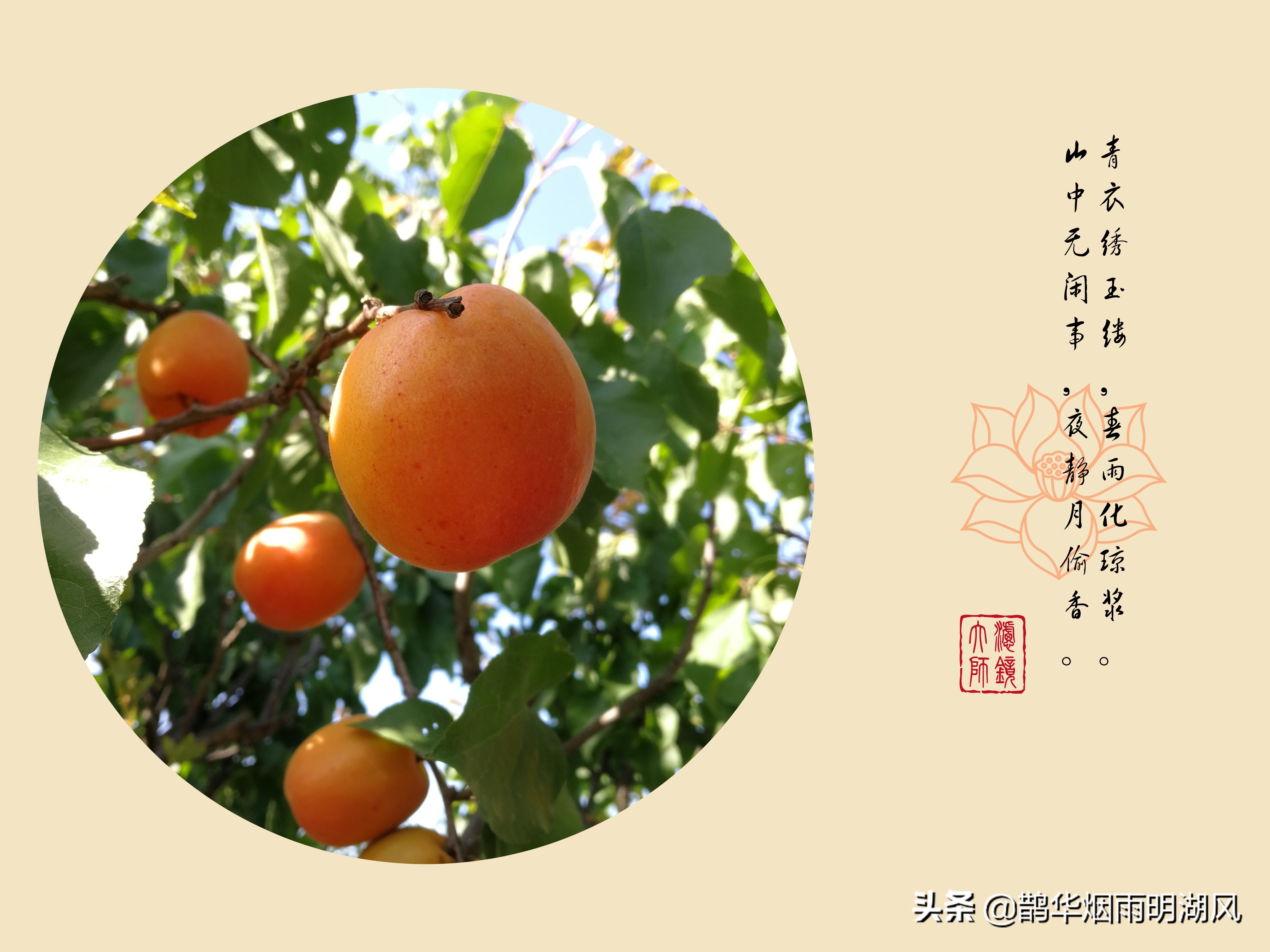 青衣绣玉缕,春雨化琼浆,聊一聊关于杏花与杏子的诗句