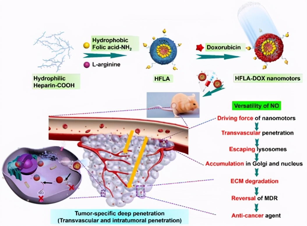 近3个月，南师大12项科研成果引起国际关注，涉及肿瘤、乳腺癌等研究治疗！