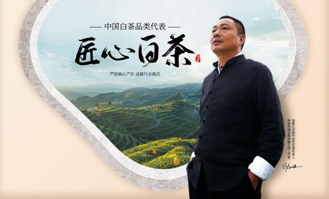 春茶正当时｜想喝福鼎白茶 这三个品牌你一定不能错过！