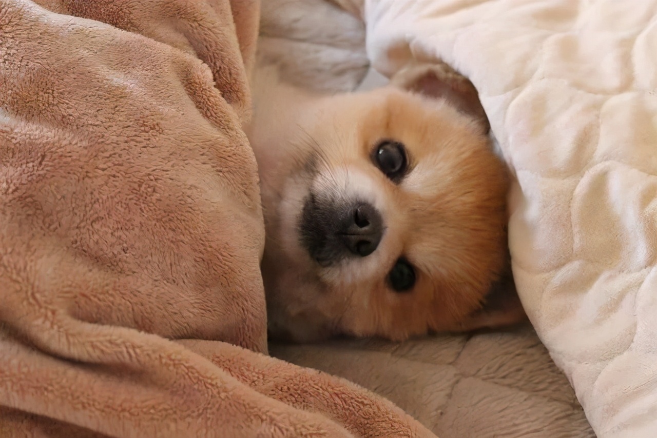 狗狗总喜欢跑到床上睡？以为是喜欢你？别给自己加戏了
