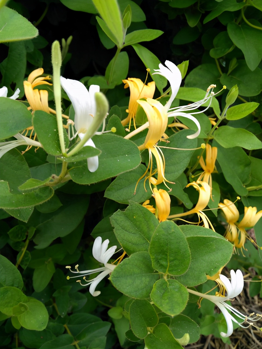 金银花之夏日养护篇,一起学一学