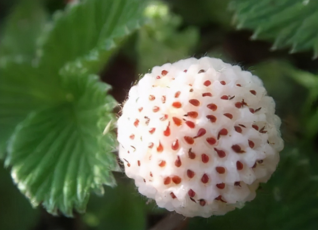 其实白草莓是我国的一种本土的野生草莓,它是可以食用的,并且食用价值