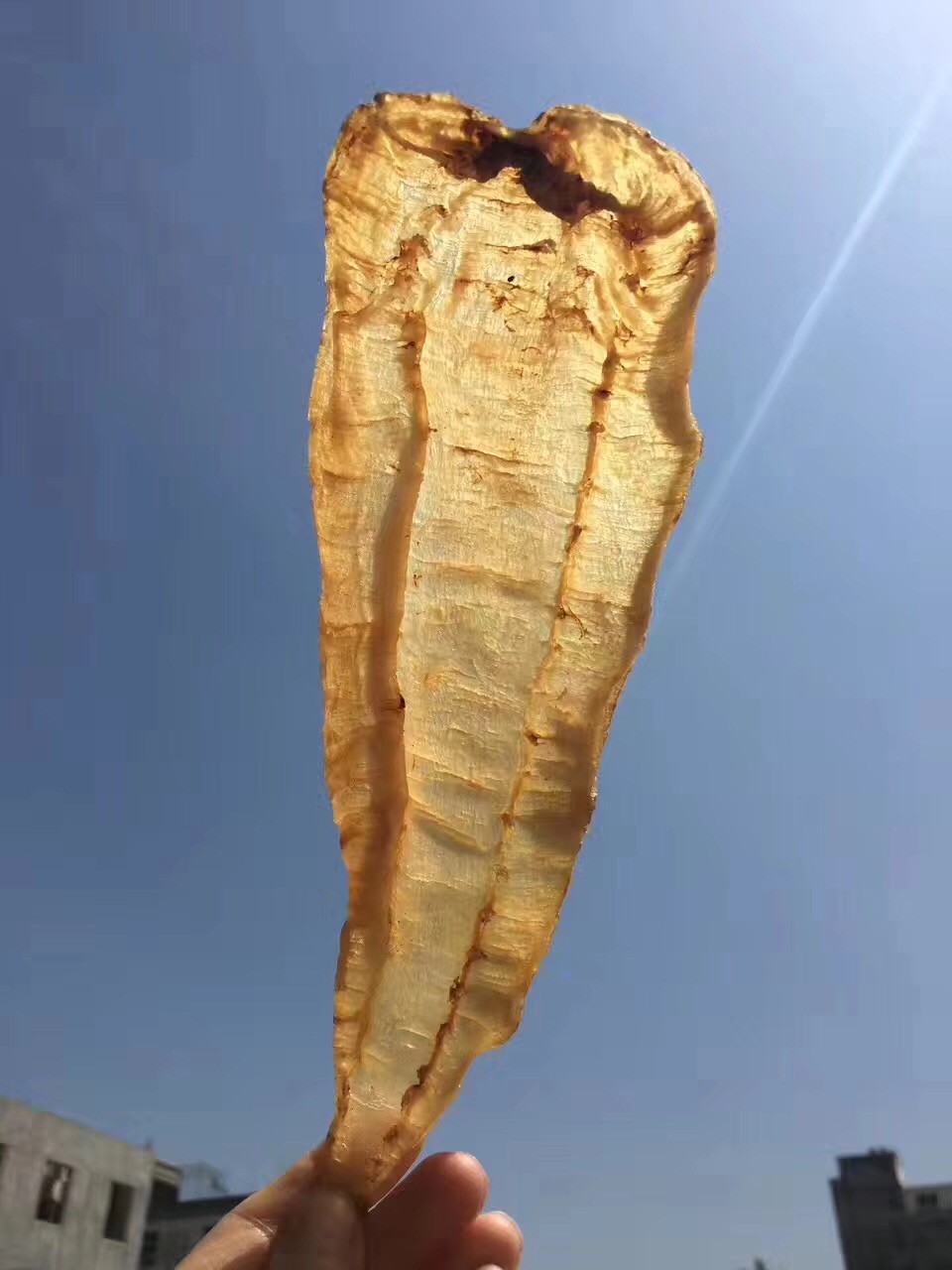 扒一扒最具欺骗性的"伪天然"花胶品种:土鳘赤嘴鱼胶