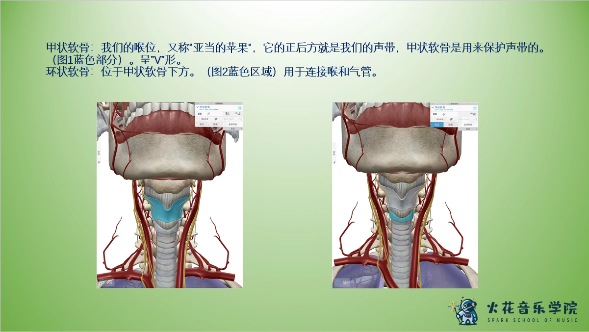 喉頭是聲帶的附著器和固定器,它作為振動器官中的一員,是聲源的一個有