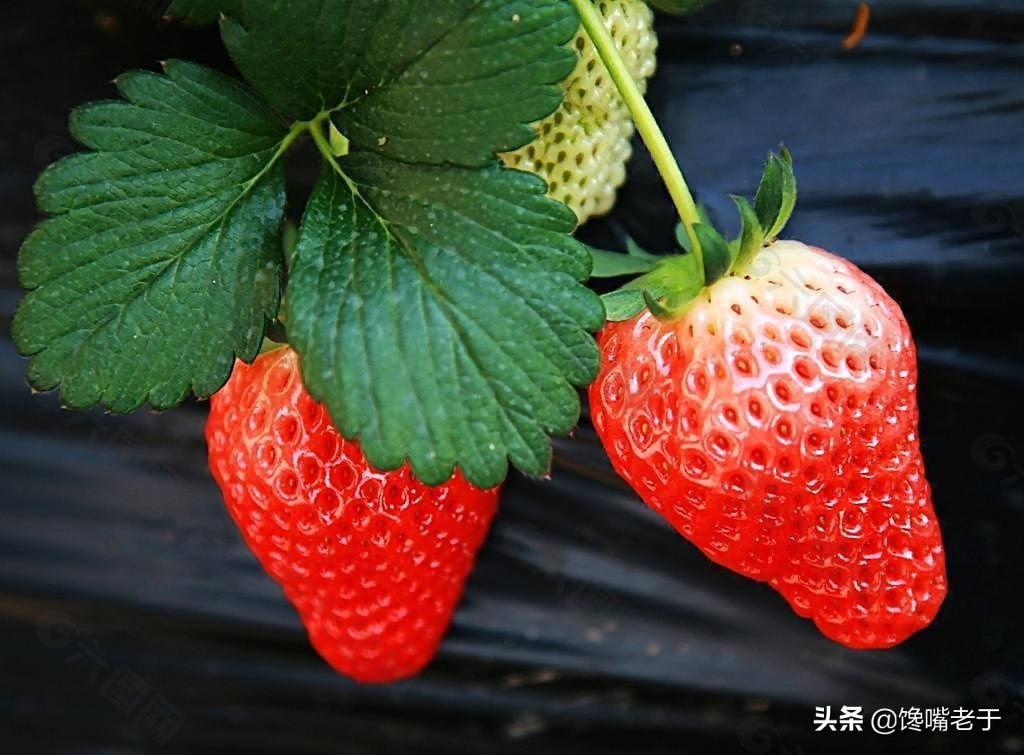 惊蛰前后，遇到这5种水果别手软，滋润防“春燥”好吃营养还不贵