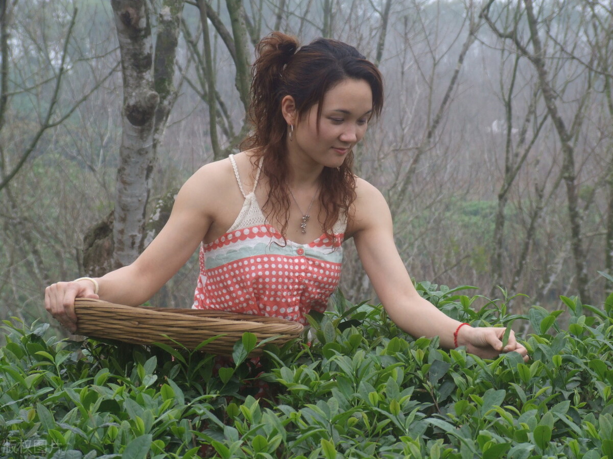 春来才露尖尖叶，早有巧手制茶香！舌尖上的故乡-手工茶叶