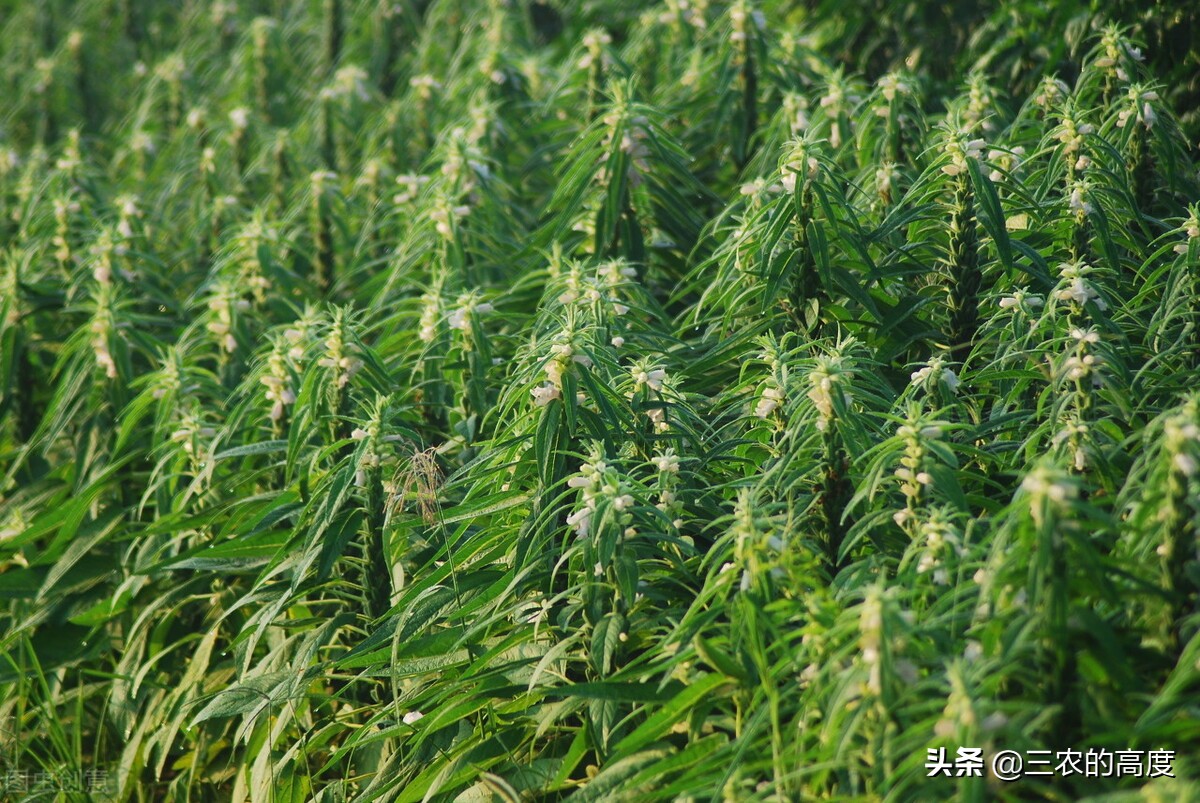 乡野间的“野菜”一年四季都有，但你不一定认识，看你吃过几种？