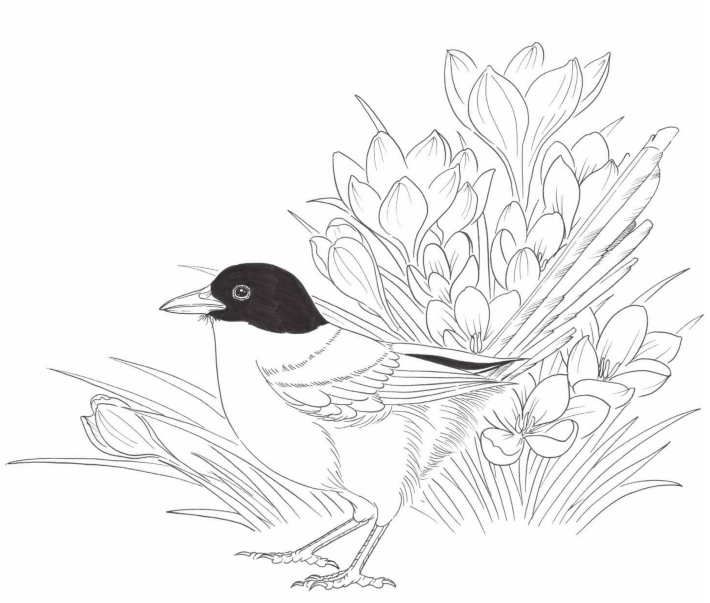 黑白花鸟线描100例第四篇