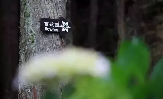 最美的尼姑庵，不烧香只种花，看一眼就想出家