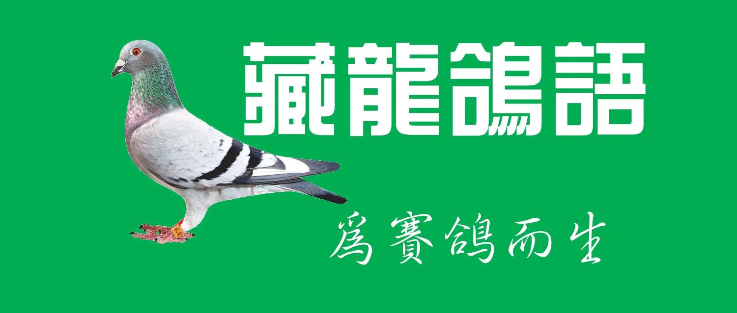中国赛鸽名家刘秀龙的最后十年岁月