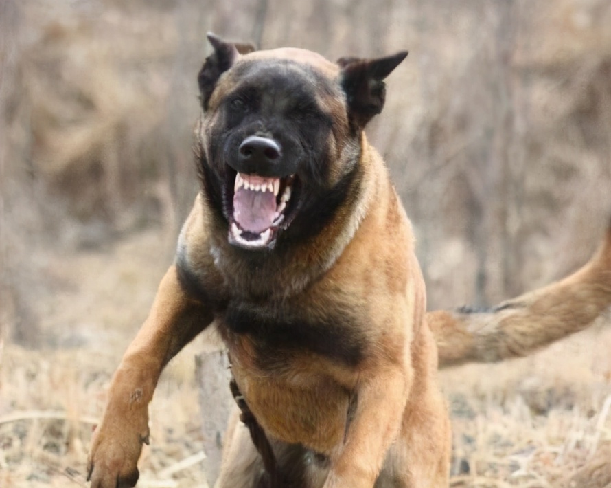 马犬长几个月就不长了，如何训练马犬随行