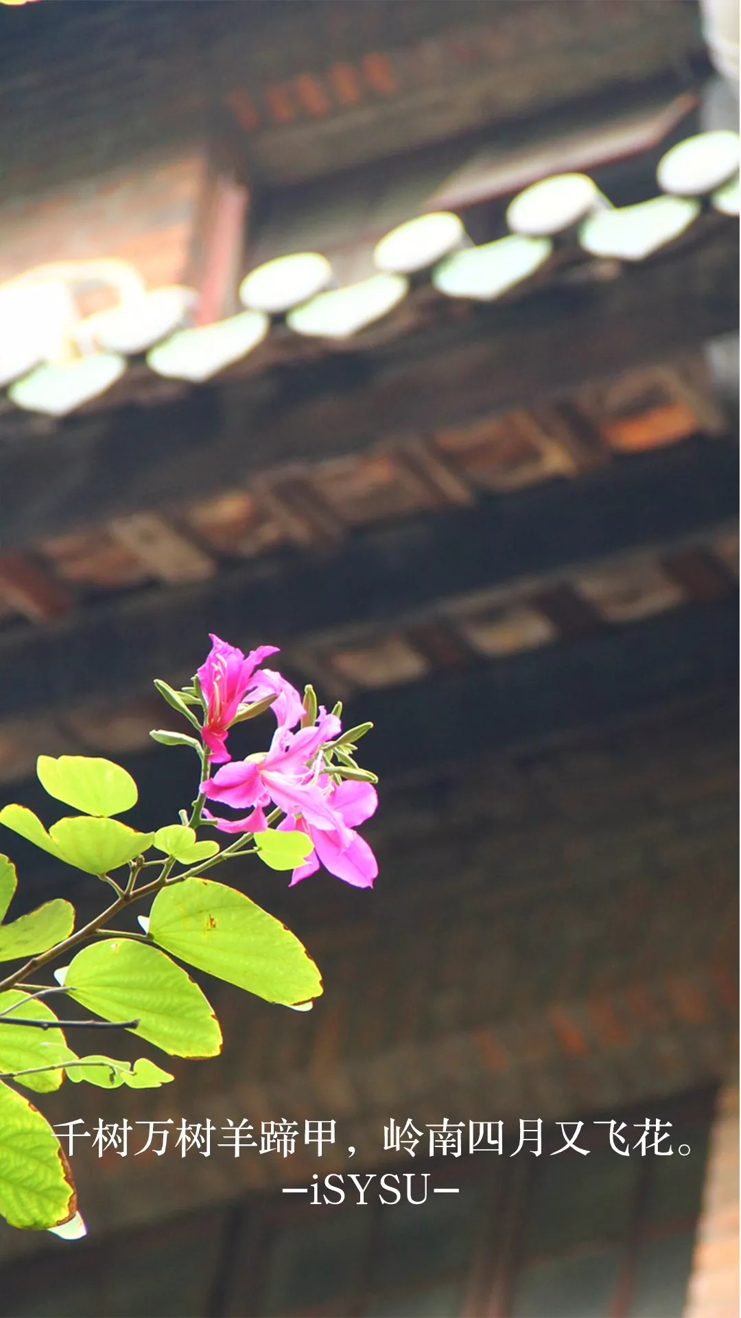 中国这10所大学壁纸第二期！厦门大学、中山大学等在列