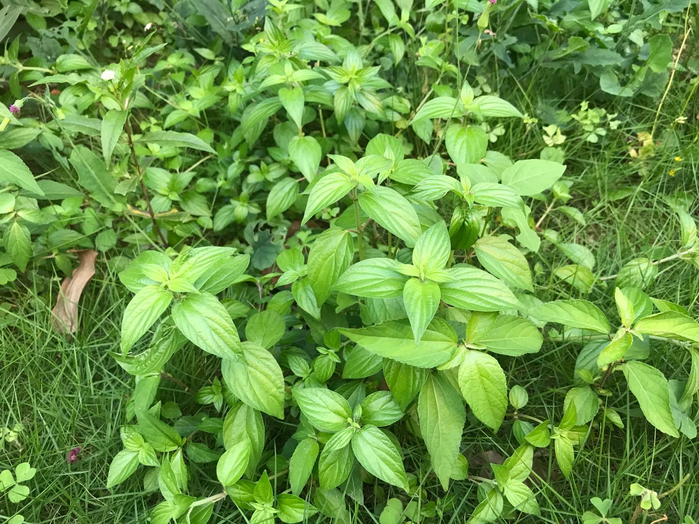 清热解毒,排脓止痛,善于治疮的中药雾水葛