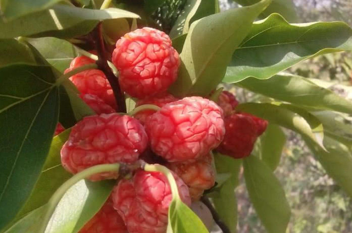 大山里的"假荔枝",根部才是宝贝,用来煲汤是一绝,常被人嫌弃