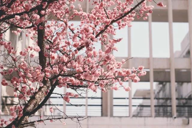 西安外国语大学，是由什么做成的？