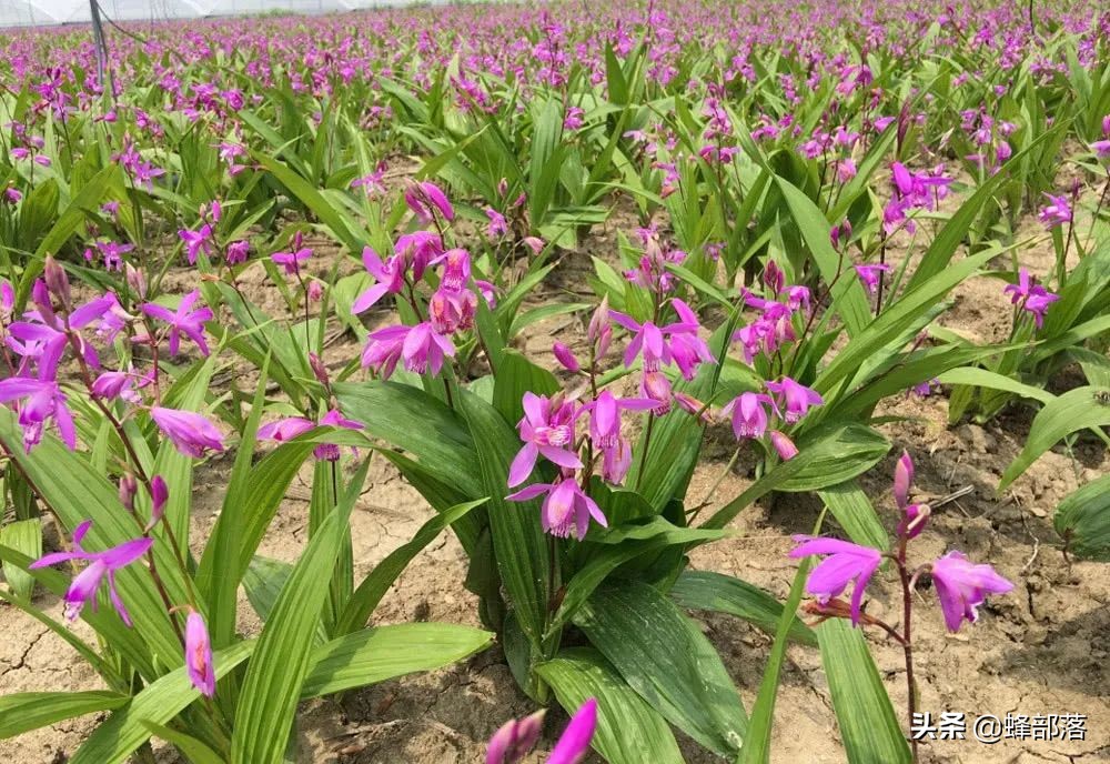 什么藥材好種植,什么藥材好種植又賺錢