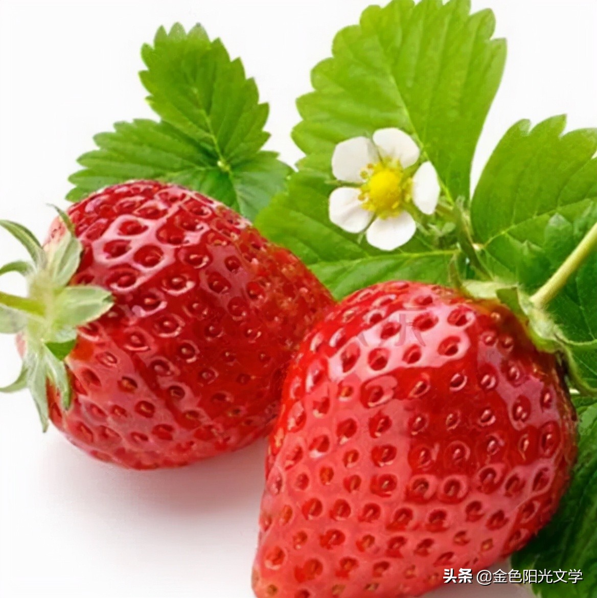 描写草莓的外貌（干货分享关于草莓的描写）