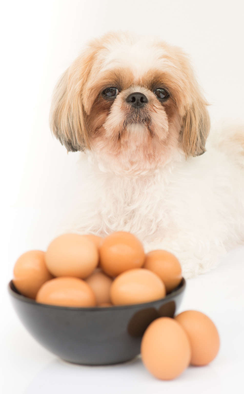 狗狗能吃煮熟的蛋白吗(狗狗可以吃鸡蛋吗？蛋白和蛋黄都可以？喂食方法错误可能会中毒)