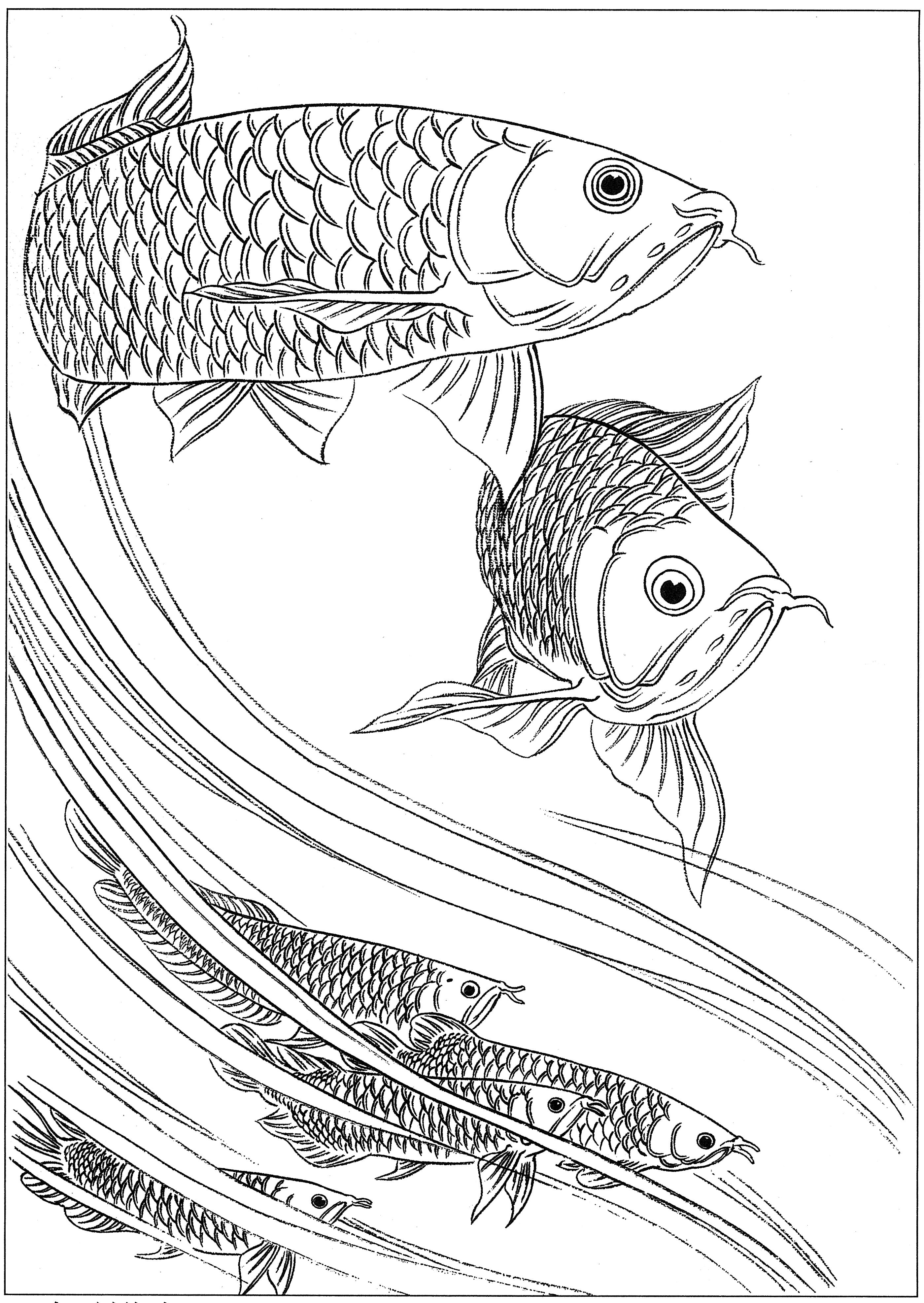 鱼高清白描线稿图片下载(16幅)