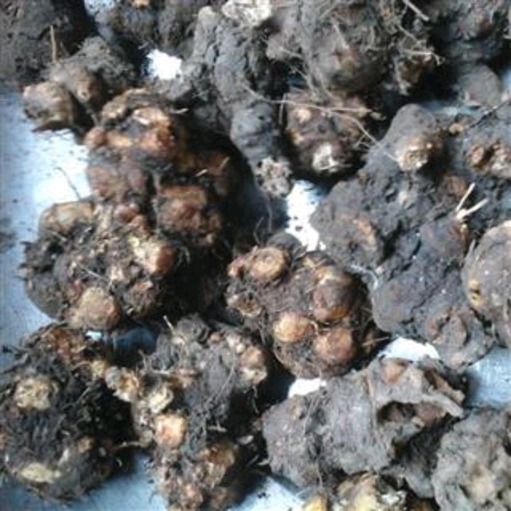 野兰荞的功效与作用(野兰荞的功效与作用图片 四川)-我的快乐小窝