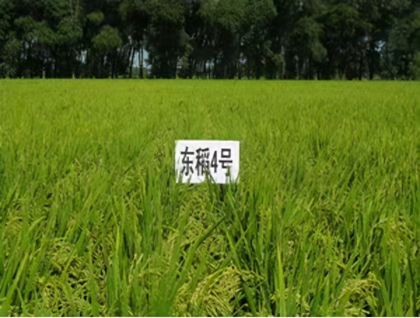 鹽堿地治理,鹽堿地治理措施