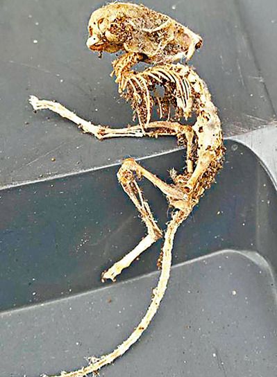 科普传言的月球三眼女尸 震惊