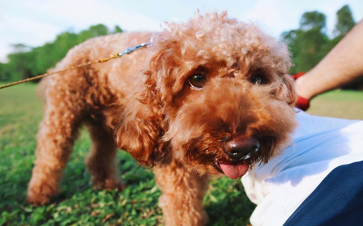 泰迪犬颜色这么多，哪一种颜色最贵？