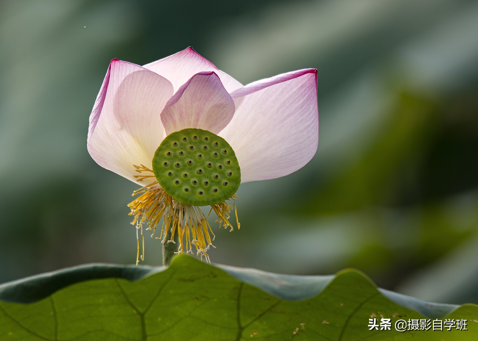 看这9张荷花照片点评，避免犯同样错误，帮你荷花照片更多精品