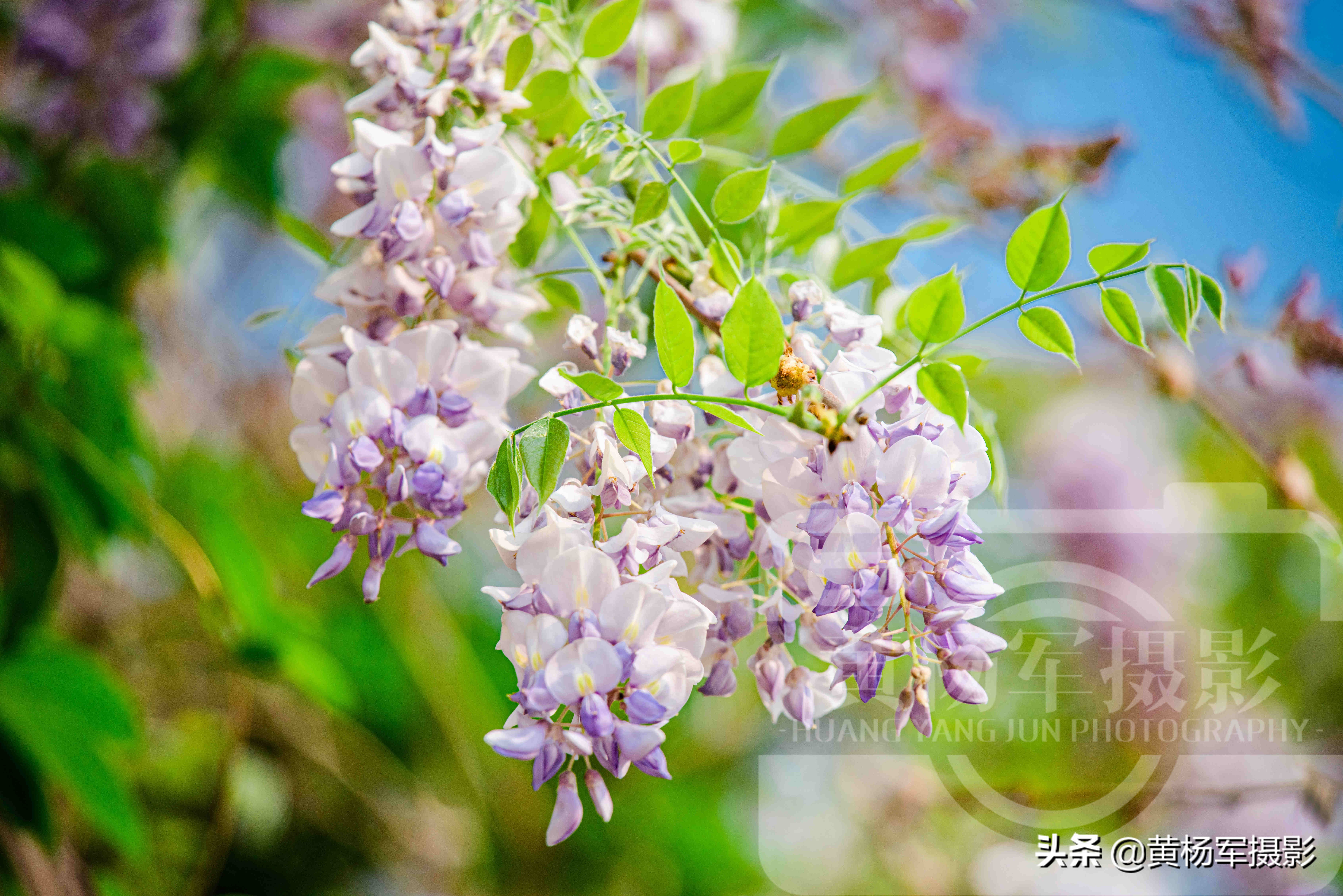 春天里盛开的紫藤花，淡紫色的花朵亮丽芬芳，三月春色煞是好看