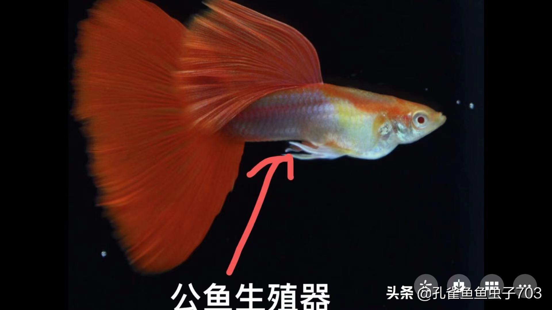 凤尾鱼繁殖方式孔雀鱼怎样进行交配的