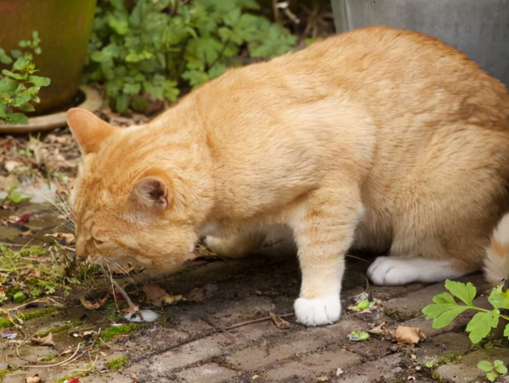 猫吐了白色黏液或泡沫吃什么药（猫吐白沫子的3个原因）