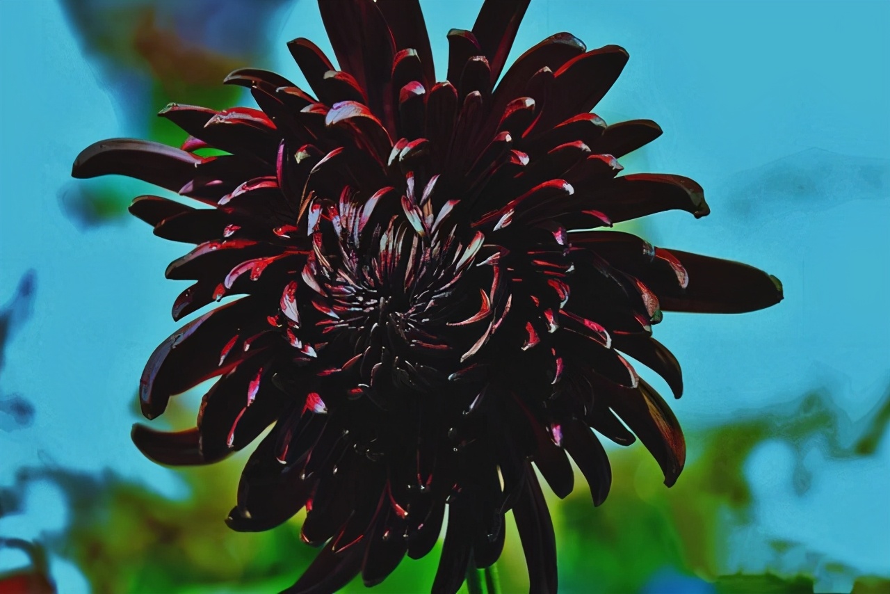 黑色的花有哪些 世界上有几种黑色的花