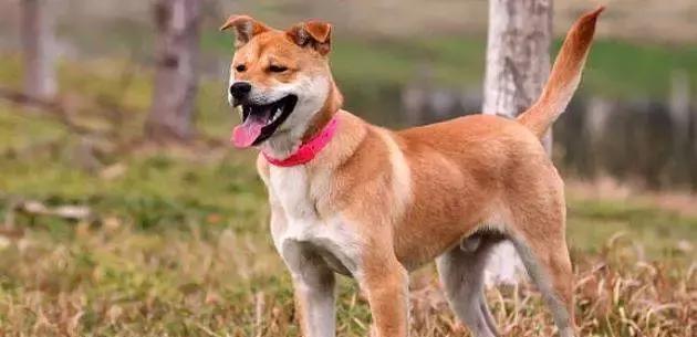 什么狗最聪明最忠诚？中国的狗狗也不容小觑