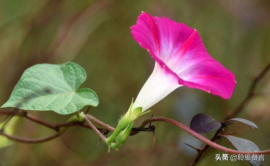 咏喇叭花的古诗词名句(精选21首牵牛花诗词大全)