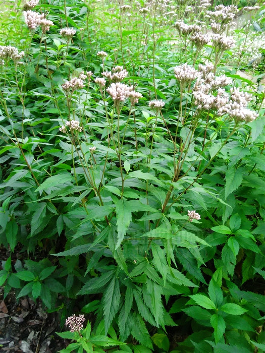 佩兰图片(佩兰) - 赤虎壹号