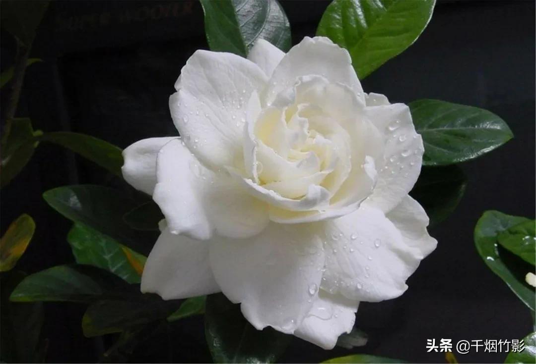 栀（zhī）子花：毕业季，和6月分不开的花