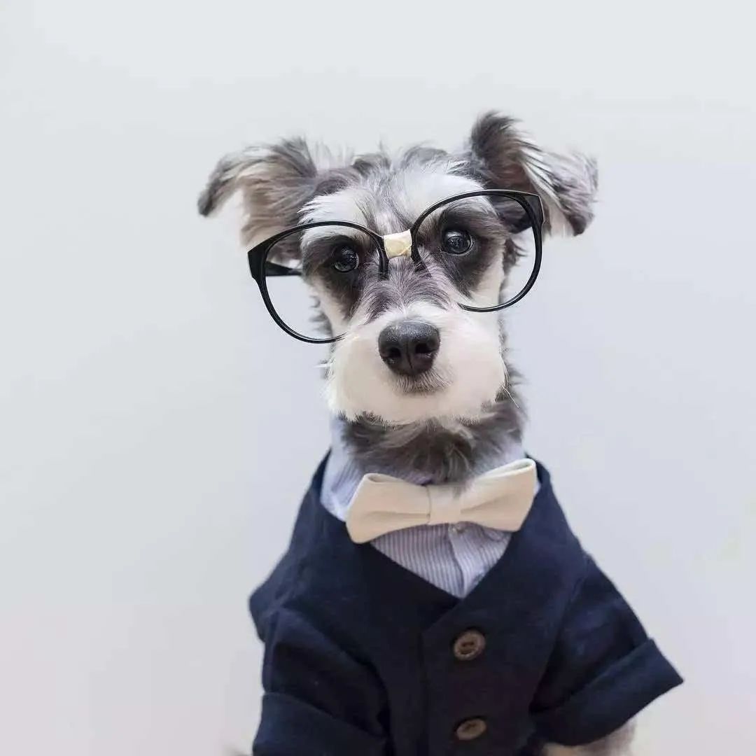 标准雪纳瑞能长多大