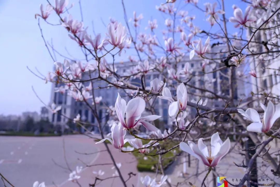 选择爱上青岛港湾职院，这八大理由足矣