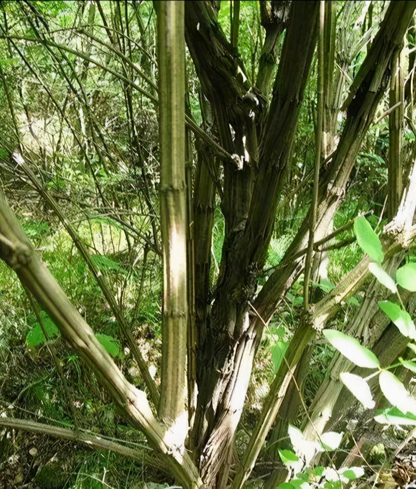 知道降龙木是哪种树木吗降龙木是什么树木