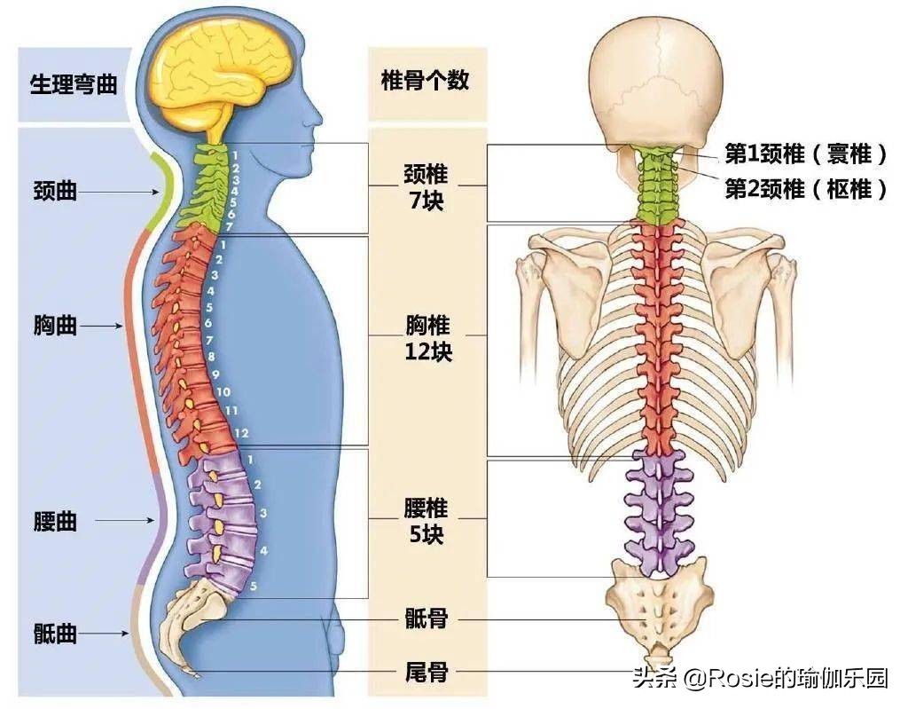 跳绳、跳操水桶腰、大肚子甩不掉？每天坚持这3步，轻松缩腰瘦腹