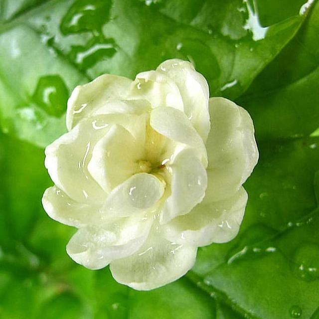 您知道吗。茉莉花福建福州市花哦！