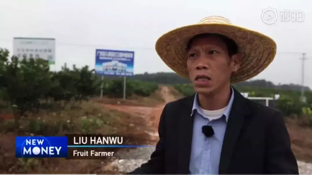 武鸣沃柑最贵那年,他为何逆势种红江橙?差异化才是生存之道!