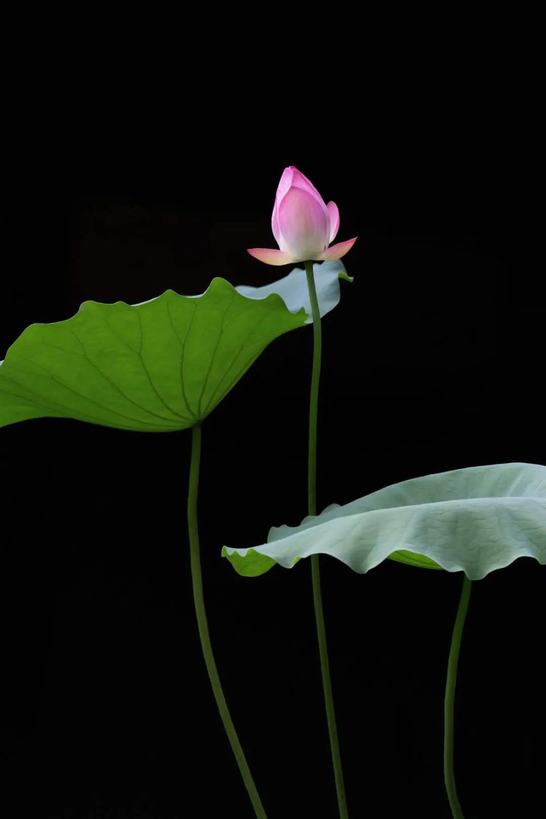 作者@晟城麦者两片不同形态的花瓣,一个简单的黑背景,挺好的.